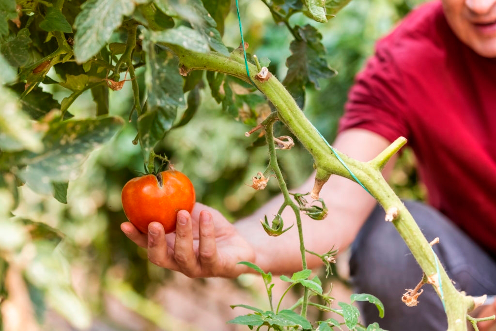 Выращивание помидоров в теплице - фото