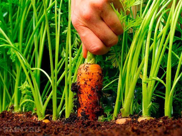 Посев и выращивание моркови - полезные статьи от интернет-магазинаVseTeplichky.ru