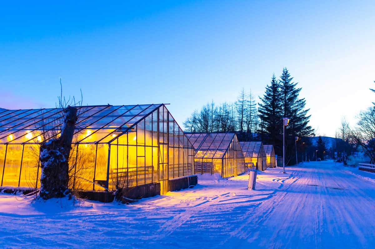 Выращивание огурцов в теплице зимой